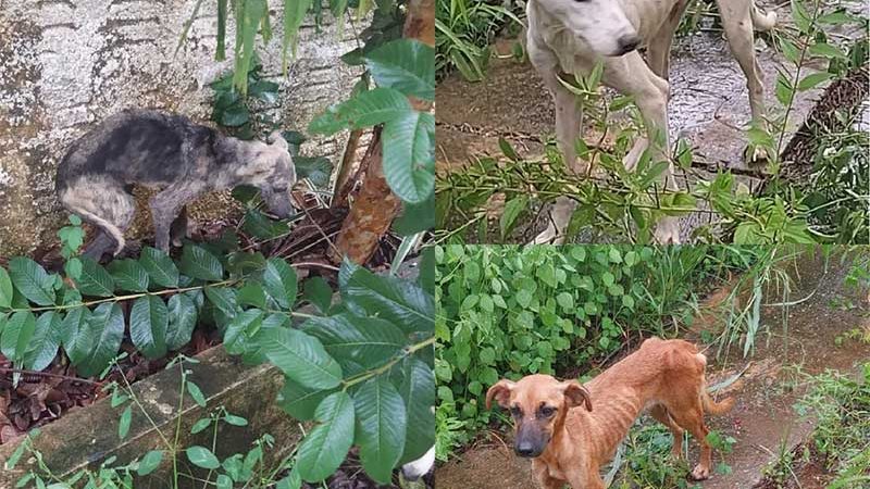 Animais foram resgatados de propriedade rural de Sena Madureira — Foto: Arquivo/Polícia Civil