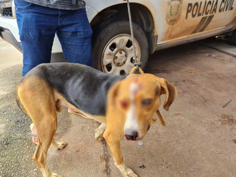 Cachorro está fora de perigo mas ainda corre o risco de perder o olho direito — Foto: Polícia Civil/Divulgação