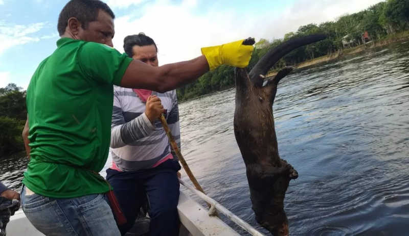 Além dos peixes, lontras e garças também foram achadas mortas no município de Pedra Branca, no Amapá — Foto: Prefeitura de Pedra Branca/Reprodução