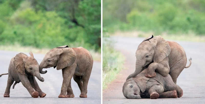 Filhotes de elefantes são flagrados brincando em santuário na África do Sul