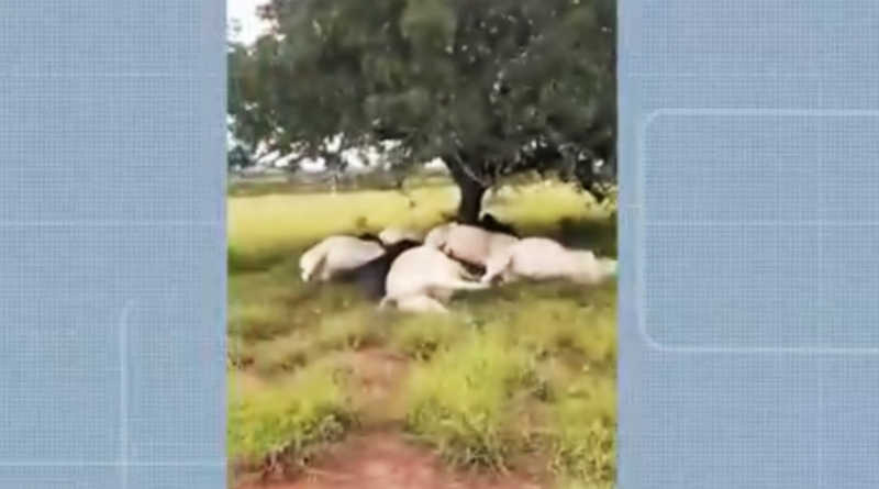 Raio mata cerca de dez bois e vacas em fazenda no sudoeste da Bahia; temporal provoca prejuízos na região