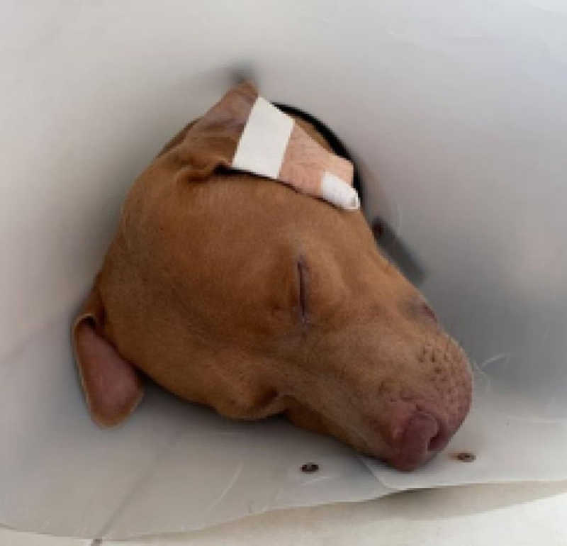 Cachorro também foi negligenciado em pet resort e precisou passar por cirurgias — Foto: Reprodução/Redes Sociais