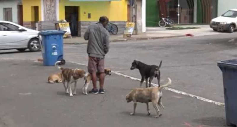 Cerca de 15 mil animais estão abandonados nas ruas de Vitória da Conquista (BA), apontam ativistas