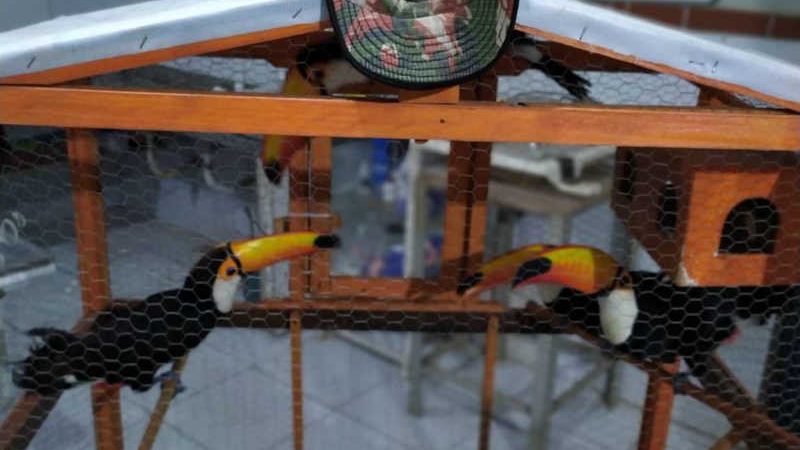Seis tucanos e uma arara são apreendidos pelo BPMA da PMCE