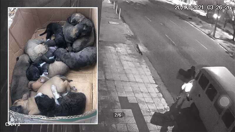 Homem abandona cadela e vários filhotes em rua de Fortaleza, CE; vídeo