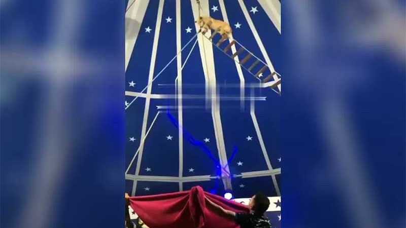 Cachorro sobe em escada de corda e pula do alto em apresentação de circo no Ceará; prática é proibida
