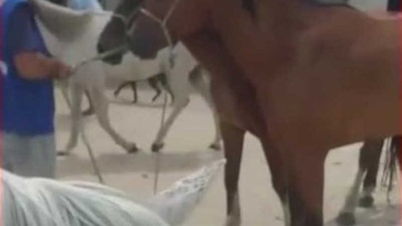 Cavalos usados em passeios turísticos em Jericoacoara são recolhidos para sacrifício, sob protestos de tutores; animais estão doentes, segundo Adagri