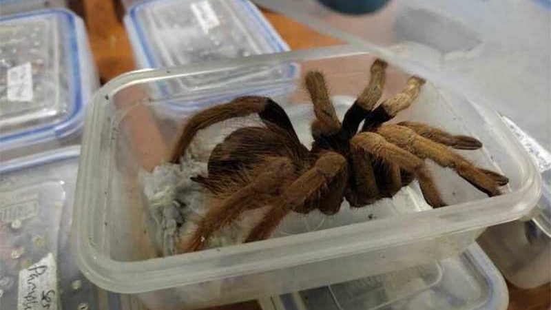 Dois homens são presos tentando contrabandear aranhas, baratas e escorpiões da Colômbia à Alemanha