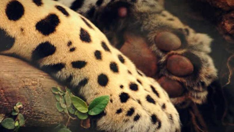 Projeto de lei que legaliza caça no Brasil é retirado de pauta