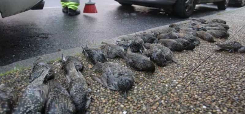‘Chuva’ de 200 pássaros mortos misteriosamente atinge pessoas na Espanha