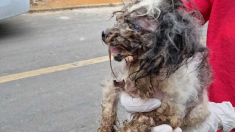 Morre cadela resgatada em sofrimento e CPI vai pedir pena máxima à tutora no ES