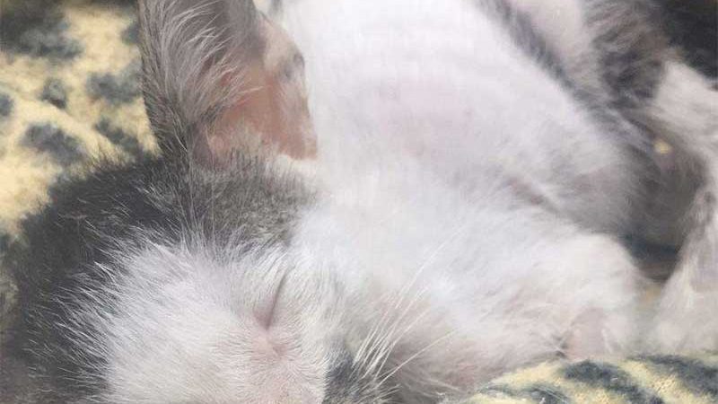 Gato resgatado em motor de carro morre e jovem faz vaquinha para cobrir R$ 1,8 mil em despesas
