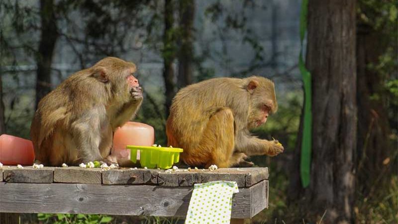 Macacas que passaram a vida sendo exploradas em laboratório são acolhidas por santuário