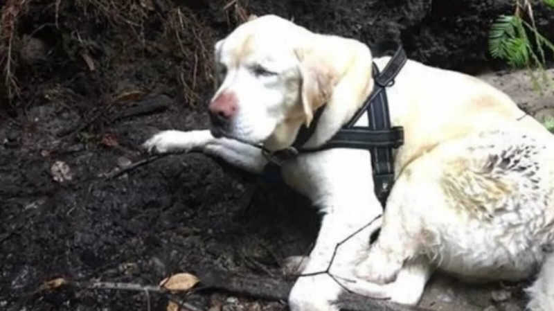 Homem encontra e resgata cachorro cego em montanha depois de uma semana desaparecido