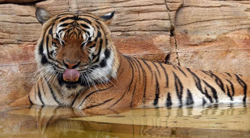 Tigre Eko foi morto pela polícia após ataque a funcionário em zoológico na Flórida. Divulgação/Zoológico de Naples