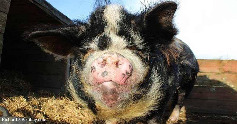 Porcos resgatados encontram um santuário para sempre