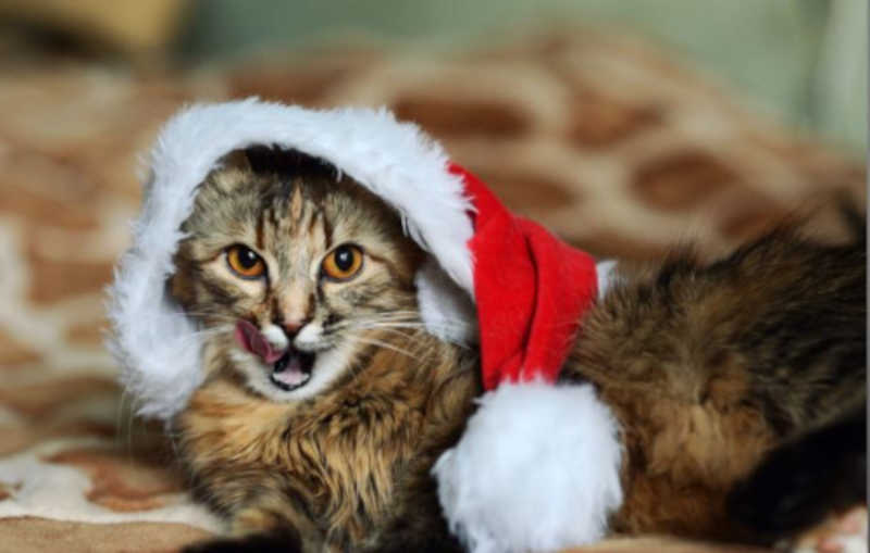 Os animais devem passar comemorar o Natal junto com a família. Foto: shutterstock