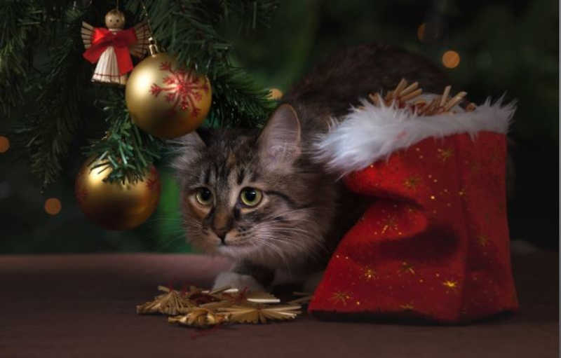 E se o Natal fosse uma festa de gatos?. Foto: Banco de imagens/Pixabay