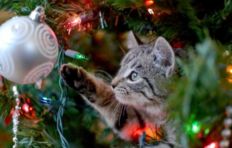 Bolas de vidro na decoração de Natal podem ser perigosas para animais de estimação. Foto: shutterstock