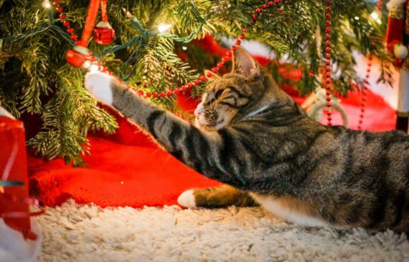 Todos os anos, gatos travessos destoem as árvores de natal e toda a decoração feita pelo donos. Confira dicas para evitar isso. Foto: reprodução shutterstock