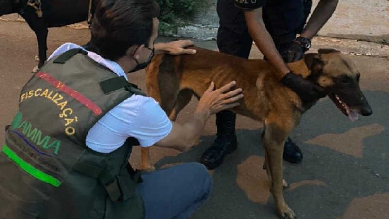 “Latia demais”: detido suspeito de amarrar e arrastar cachorro em motocicleta, em Goiânia