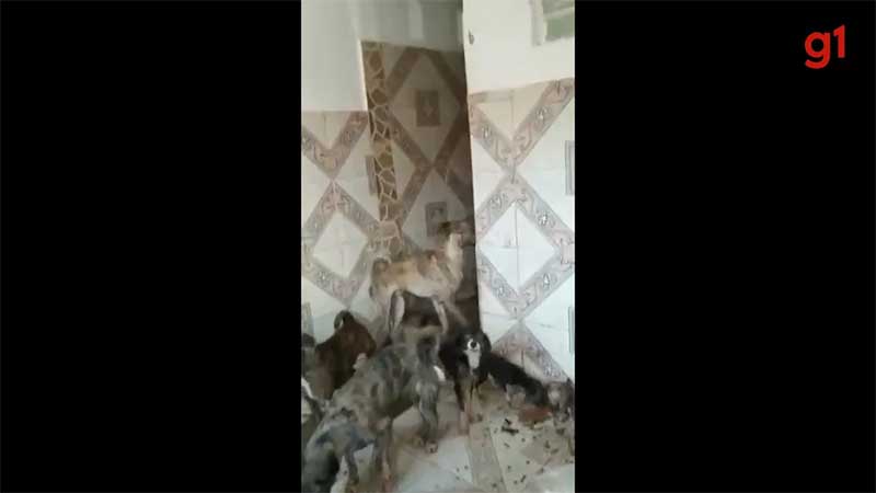 Mulher é presa suspeita de maus-tratos contra mais de 30 cães em São José de Ribamar, MA