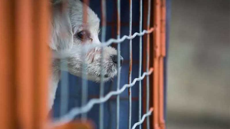 Câmara de Belo Horizonte (MG) aprova multa mais cara contra maus-tratos a animais