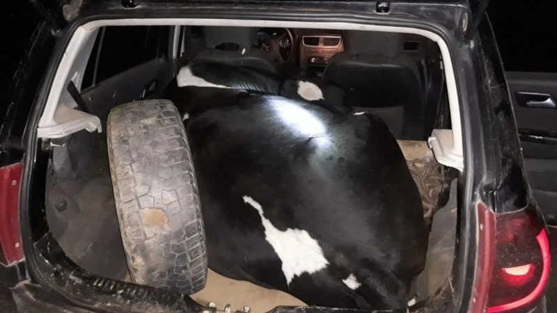 Polícia encontra vaca dentro de carro de passeio durante blitz