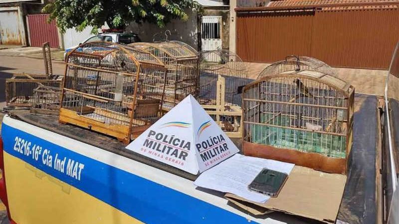 Homem é preso por capturar, receptar e vender pássaros ilegalmente em MG