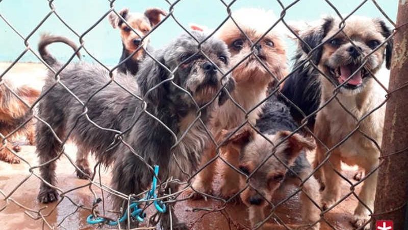Mais 19 cães em situação de maus-tratos são resgatados de criadouro em Patos de Minas, MG