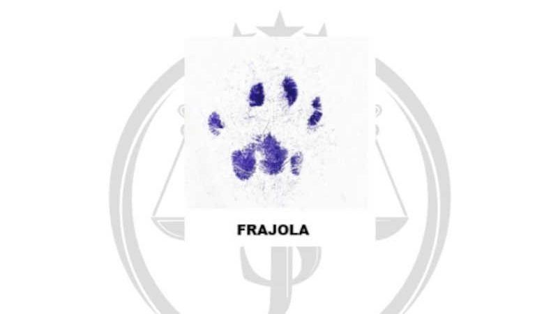 Motivo de polêmica entre moradores, gato Frajola ‘assina’ na Justiça pedido para ficar em condomínio