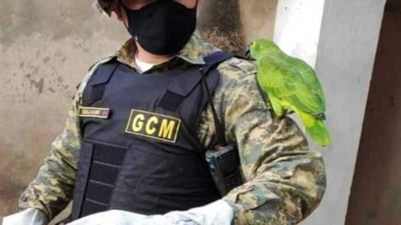 Papagaio foi capturado no bairro Santa Carmélia. — Foto: Reprodução/Sesdes