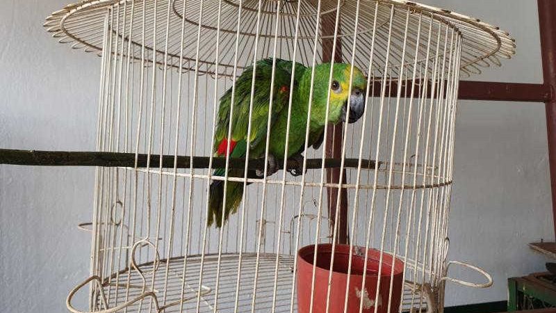 Polícia Ambiental de São Gabriel do Oeste (MS) resgata filhote de papagaio no centro da cidade
