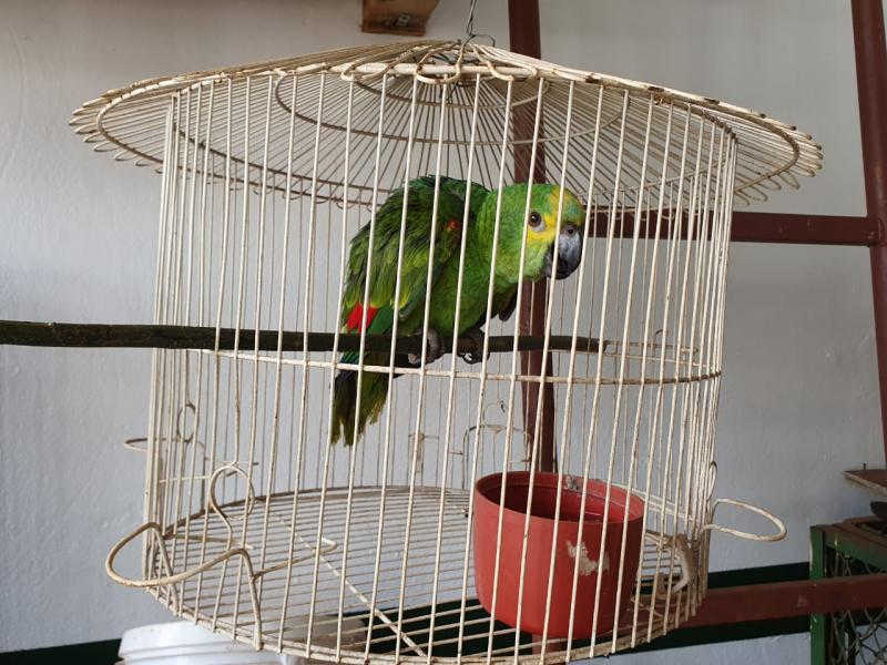 Polícia Ambiental de São Gabriel do Oeste (MS) resgata filhote de papagaio no centro da cidade