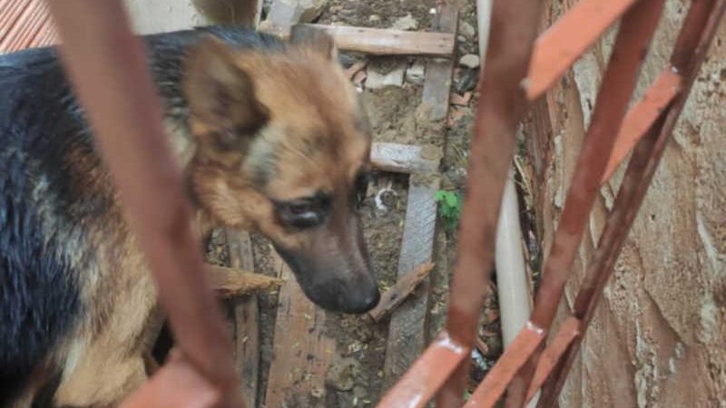 Polícia e Centro Zoonoses resgatam cachorro vítima de maus-tratos em Campo Grande, MS