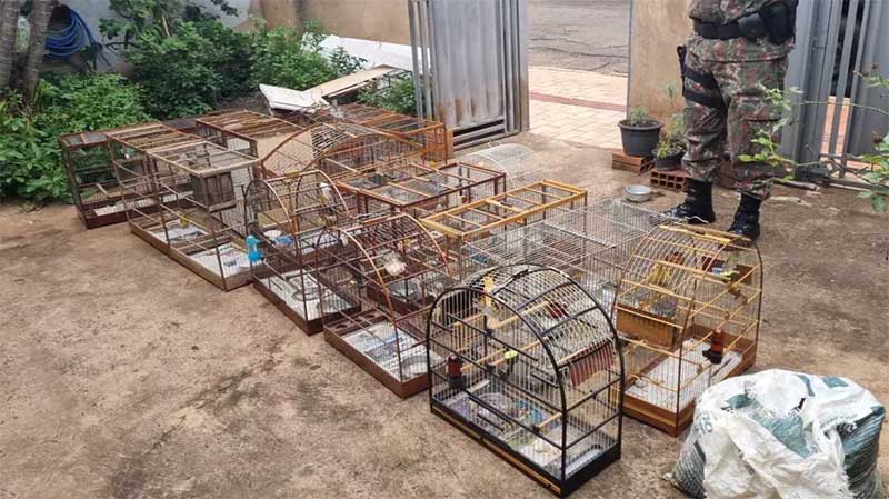 Homem é multado em R$ 19 mil por maus-tratos e criação ilegal de mais de 20 aves silvestres em MS
