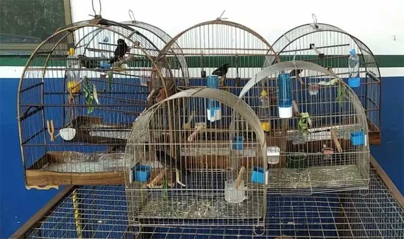 Após denúncia de vizinhos, idoso é detido por criar pássaros silvestres em Dourados, MS