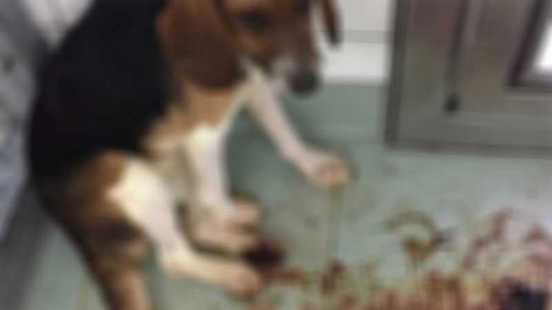 Acusado de mutilar cão em tentativa de castração sem anestesia é preso em MS