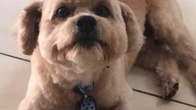 Cachorro morre após ser esquecido em carro de pet shop em Cuiabá, MT