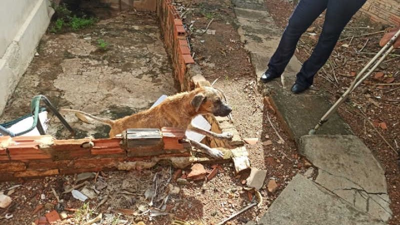 Ativistas encontram cachorro com doença grave após denúncia de maus-tratos em MT