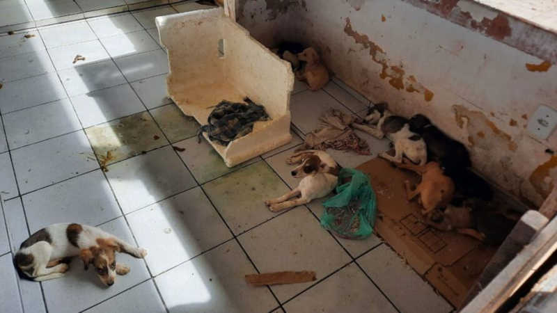 Cães e gatos são abandonados em feira na Cidade Nova, em Ananindeua, PA