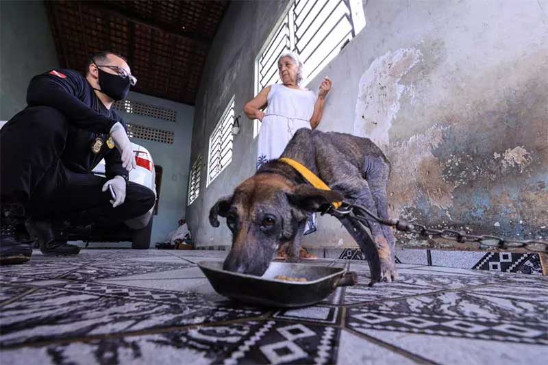 Animais resgatados foram alimentados antes de serem levados para atendimento médico na região metropolitana — Foto: Polícia Civil/Divulgação