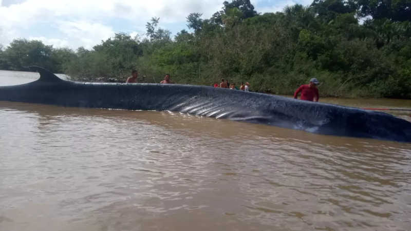 VÍDEO: baleia encalha e morre no rio Amazonas, no Pará