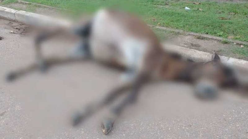 Motorista atropela burro e mata animal com cinco tiros em estrada de Paragominas, PA