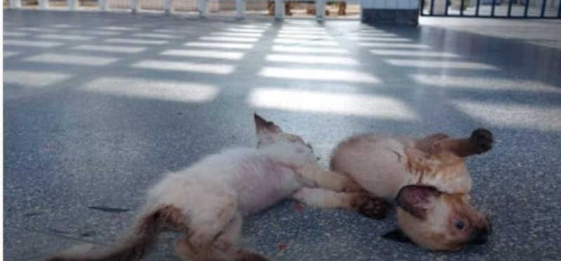 Crueldade: polícia investiga morte por envenenamento de 17 gatos em escola de Campina Grande, PB