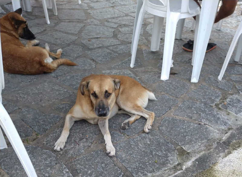 UFPB realiza ‘força-tarefa’ para transferir cães abandonados do Campus I e evitar ataques