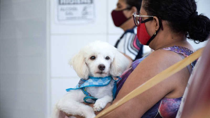 Hospital Veterinário do Recife abrirá 1.120 vagas em janeiro para castração de cães e gatos