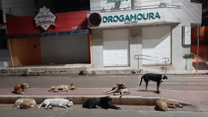 ONG pede ajuda para custear despesas e continuar comprando ração para animais de rua em Picos, PI