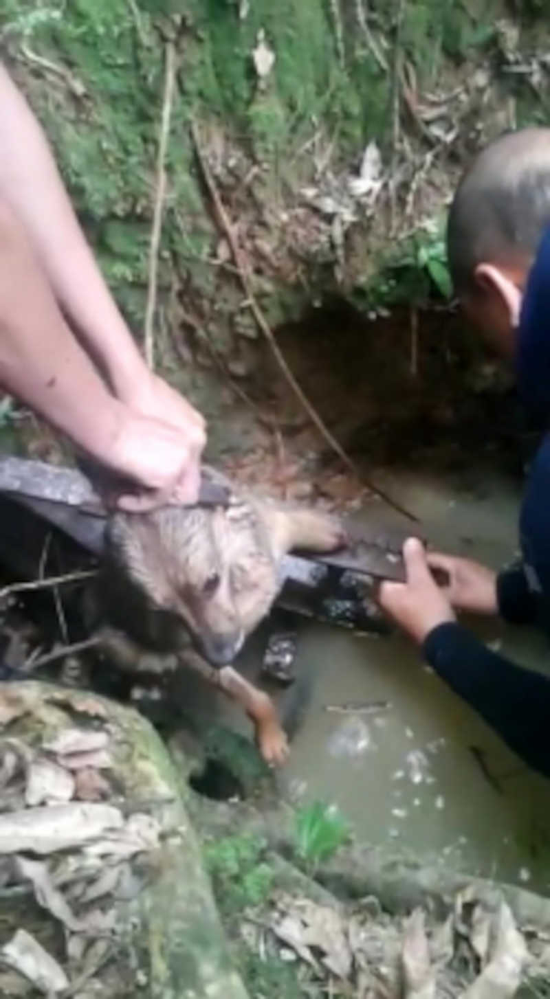 Cachorra é resgatada após ficar presa em armadilha na Grande Curitiba, no PR; vídeo