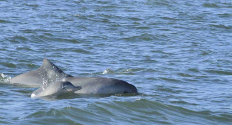 Em um mês, 170 animais marinhos encalharam no litoral do Paraná